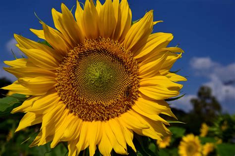 photo of a sunflower|pictures of real sunflowers.